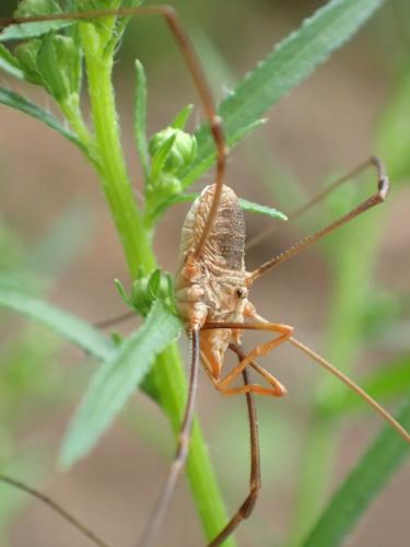 Réf. 239 372 : Phalangium opilio